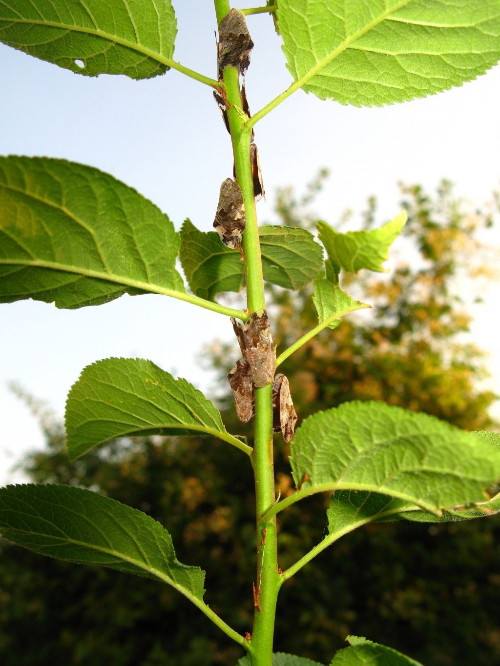 Ricania speculum: ninfe, adulti, ovideposizione.